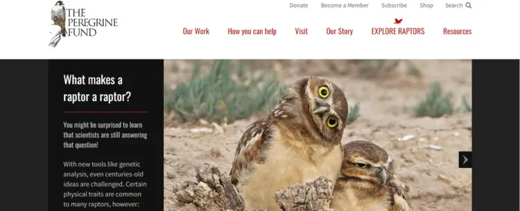 The Peregrine Fund 3 Peregrine raptor page
