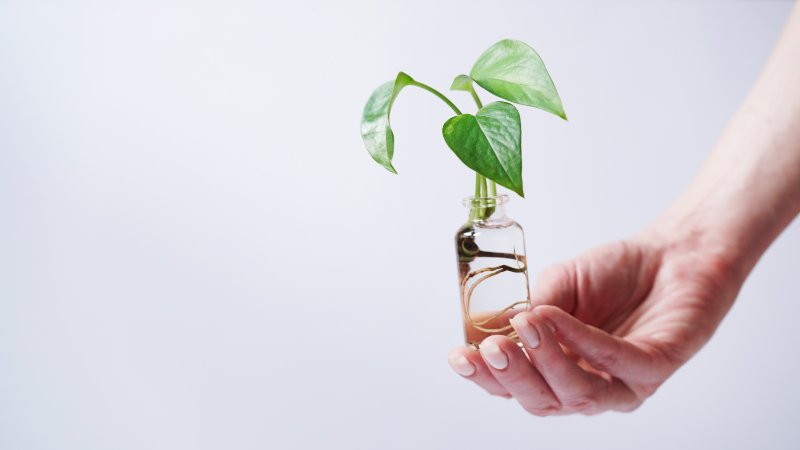 Ceylon Creeper with roots glass bottle with water 