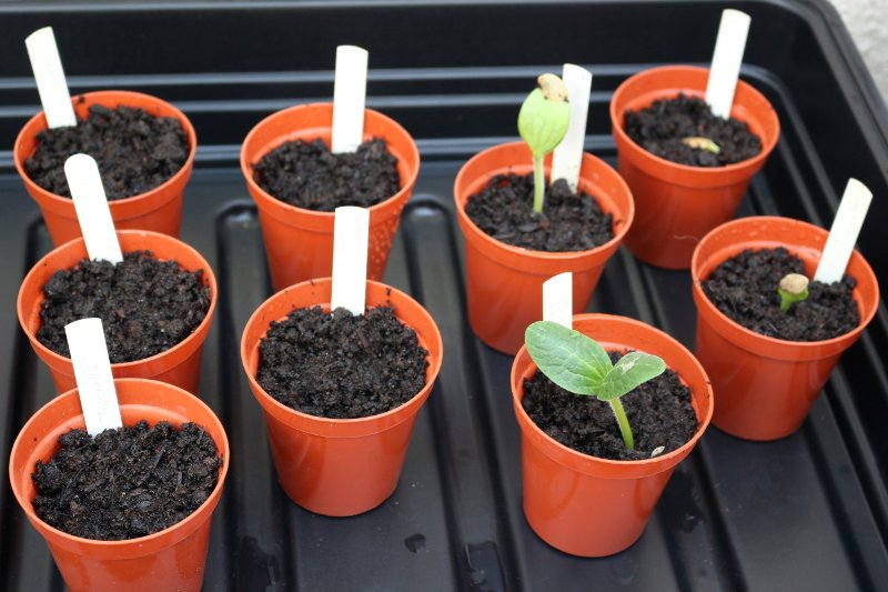 Small flower pots in a propagator tray