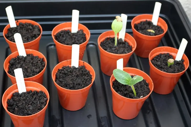 Easy Plant Propagation Techniques to Start Today 2 Small flower pots in a propagator tray
