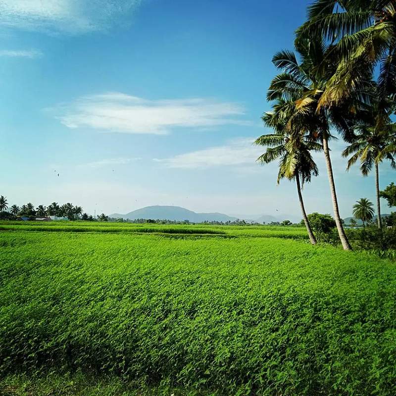 Palm trees and grass on a piece of Land