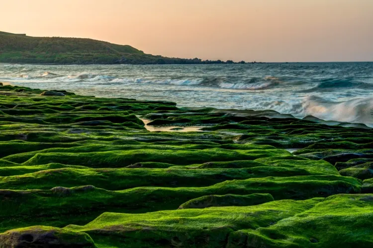 11 Different Types of Biomass To Know 7 Agae by the ocean