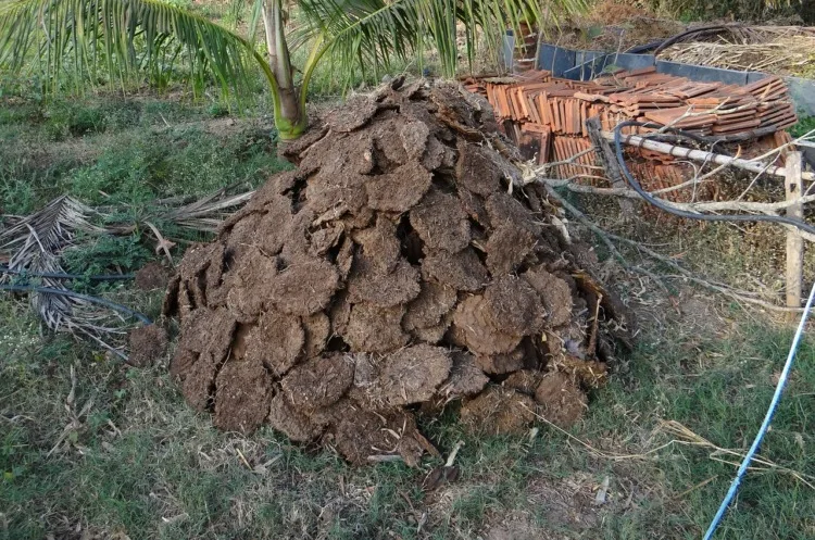 11 Different Types of Biomass To Know 2 Wet Animal Manure