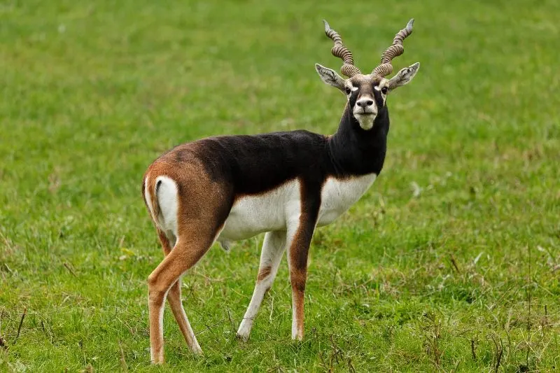 Endangered deer species; Blackbuck deer 
