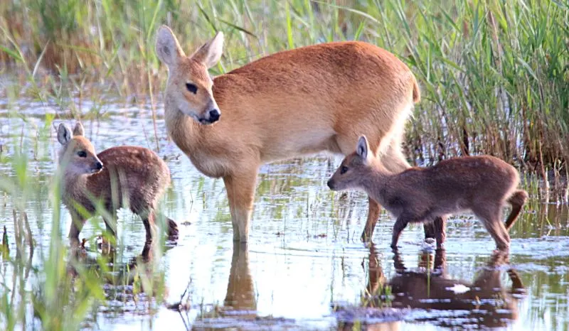 Chinese water dear and two fawns