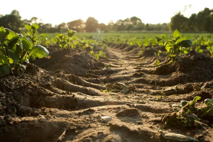 11 Different Types of Biomass To Know 10 Growing crops