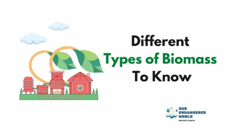 Different Types of Biomass To Know