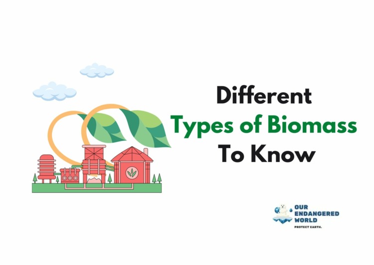 11 Different Types of Biomass To Know
