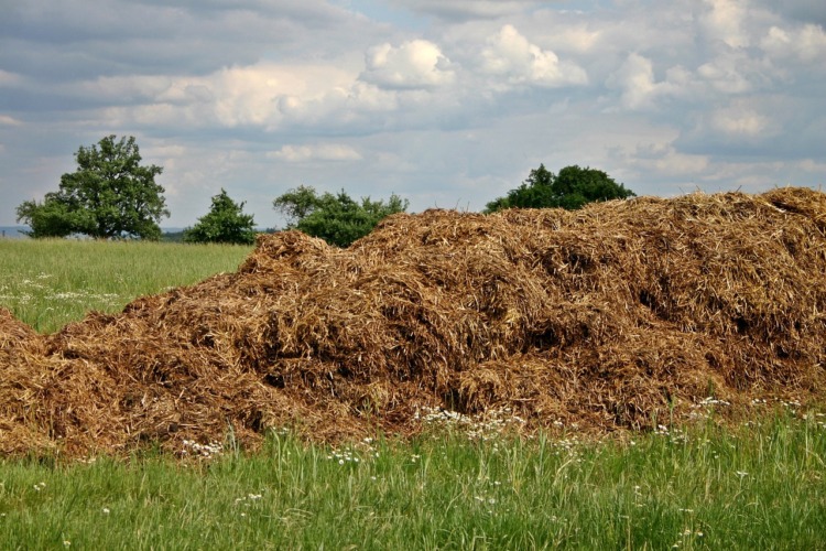 Dry Animal Manure