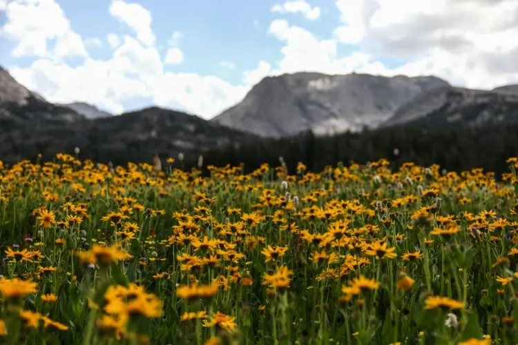 18 Important Pros and Cons of Fracking 15 Flora and fuana