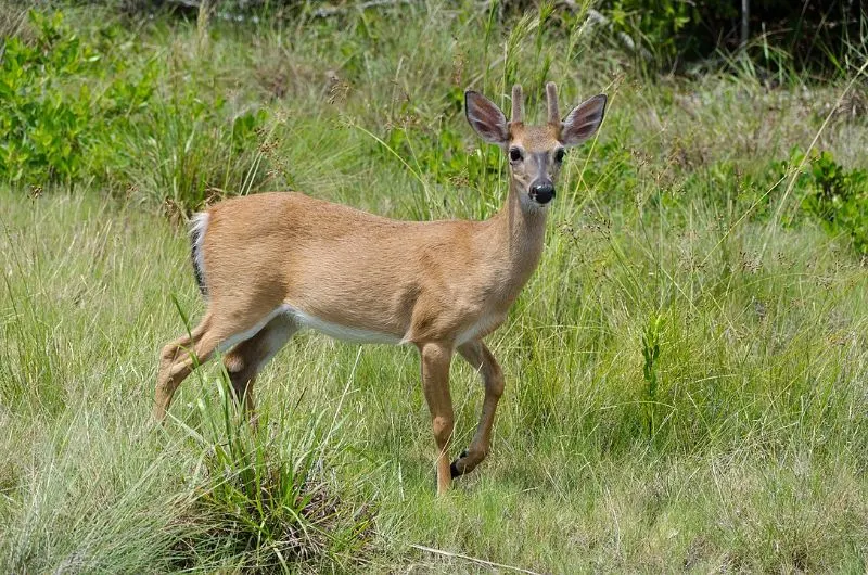 Key deer 