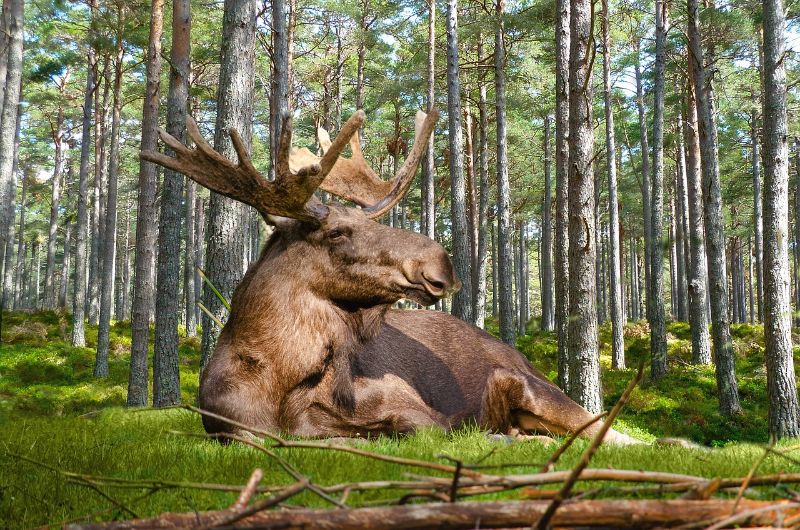 Moose, nature