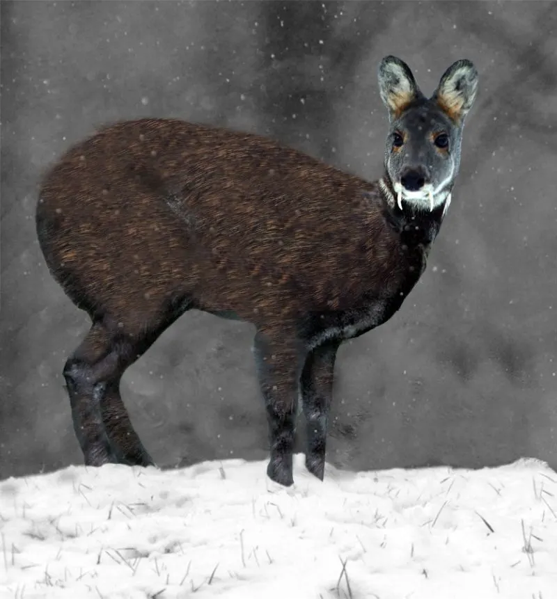 Musk deer