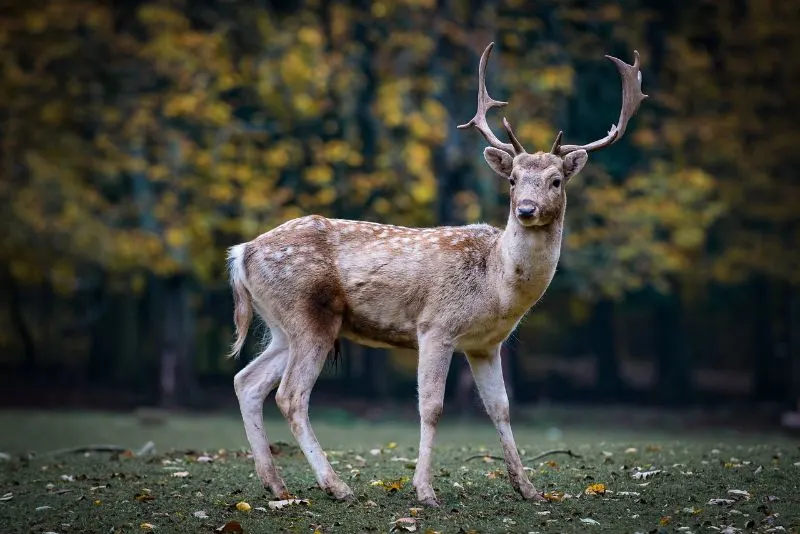Roe deer: Are deer endangered?