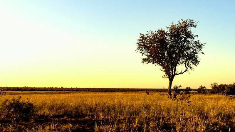 12 Different Types of Land 13 Savanna Grasslands
