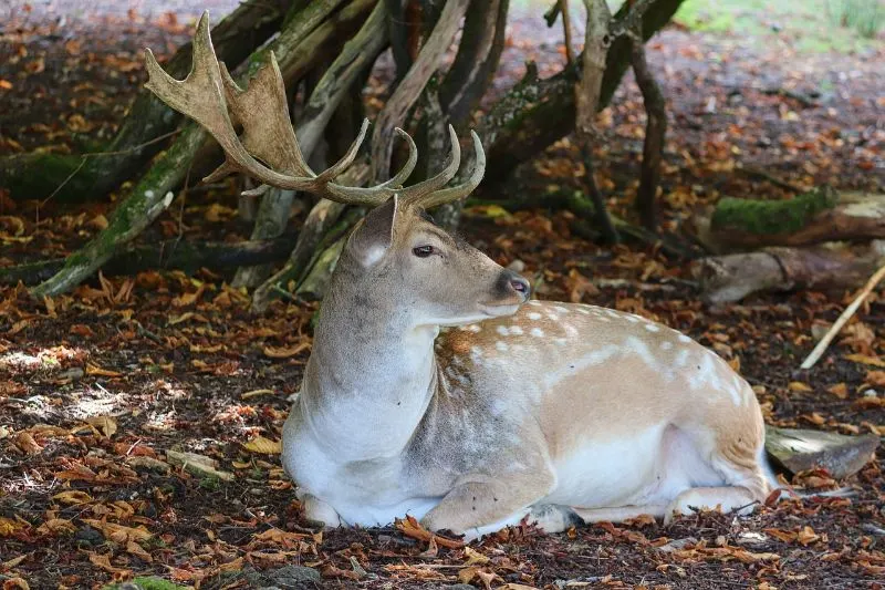 Sika deer 