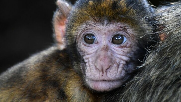 Types of monkeys in the world, barbary macaque
