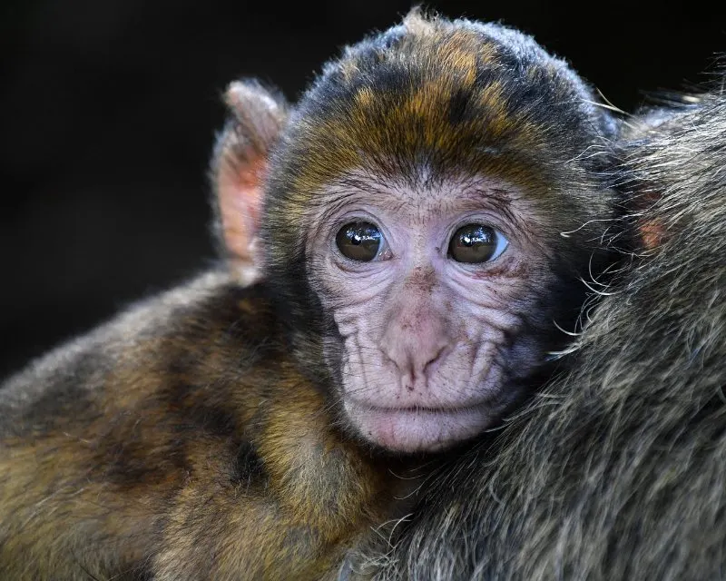 Types of monkeys in the world, barbary macaque