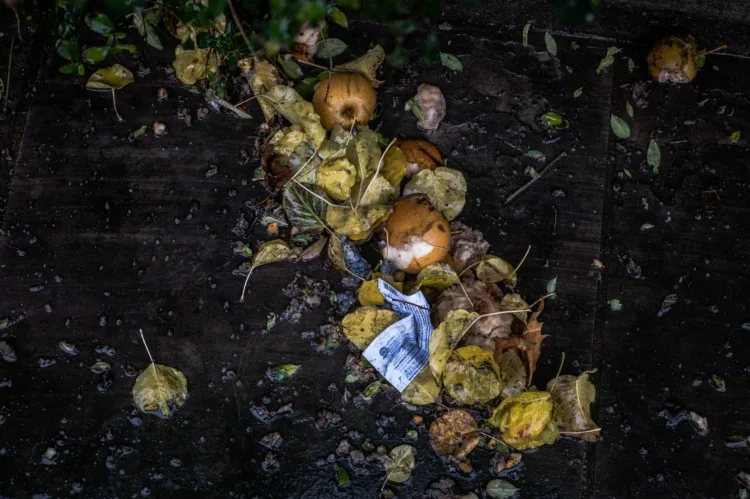 11 Different Types of Biomass To Know 4 Wet Waste
