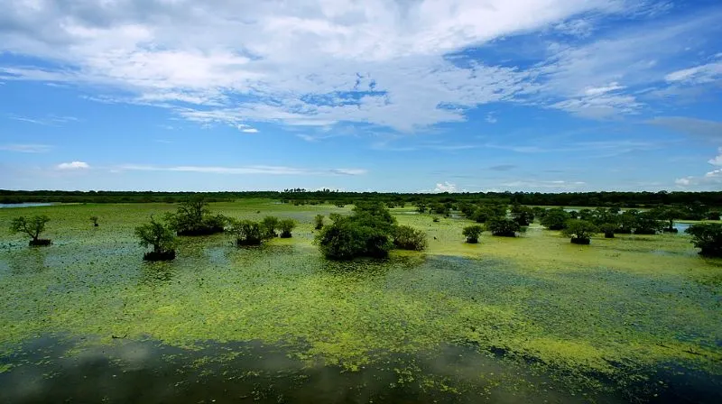 Swamp area with green vegetation on the surface
