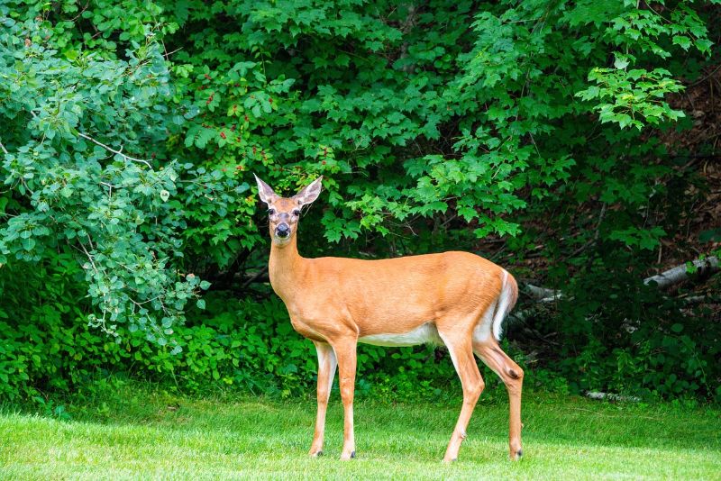 Whitetail deer 