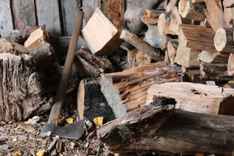11 Different Types of Biomass To Know 14 Cut Woods