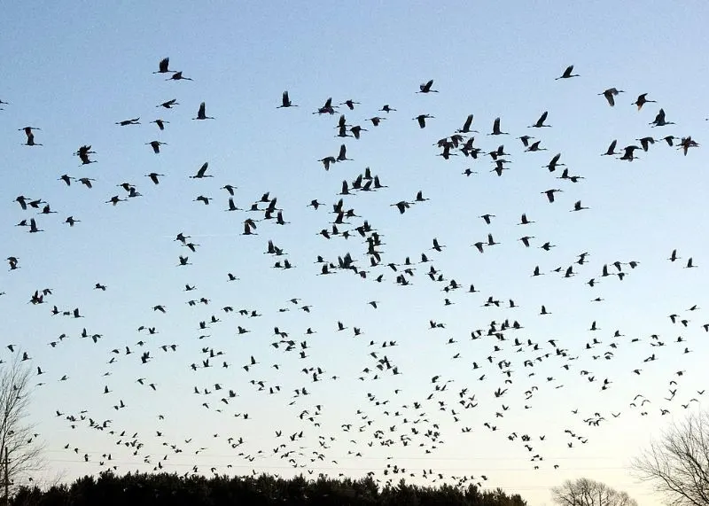 A flock of Sandhill Cranes during migration in Michigan, USA