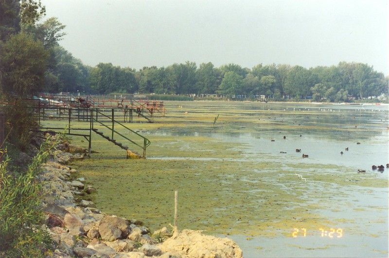 Algae overgrowth in a river