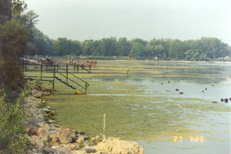 7 Ways Climate Change is Affecting Animals 3 Algae overgrowth in a river