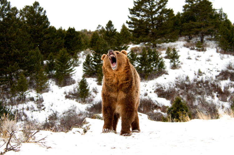 Angry Grizzly bear roar