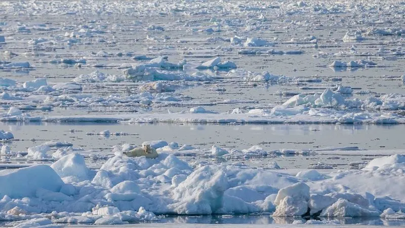 a polar bear on a snow ice field