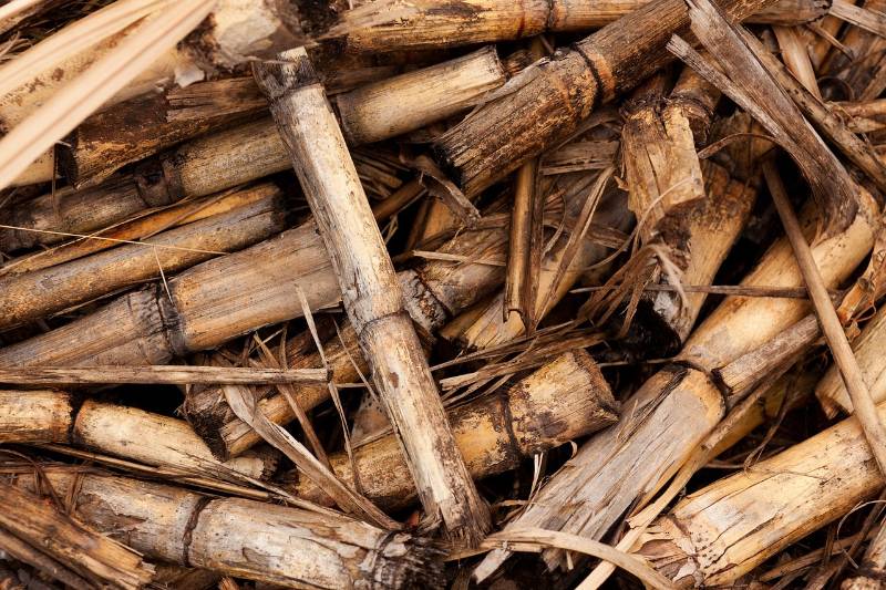 Biomass made of old bamboo