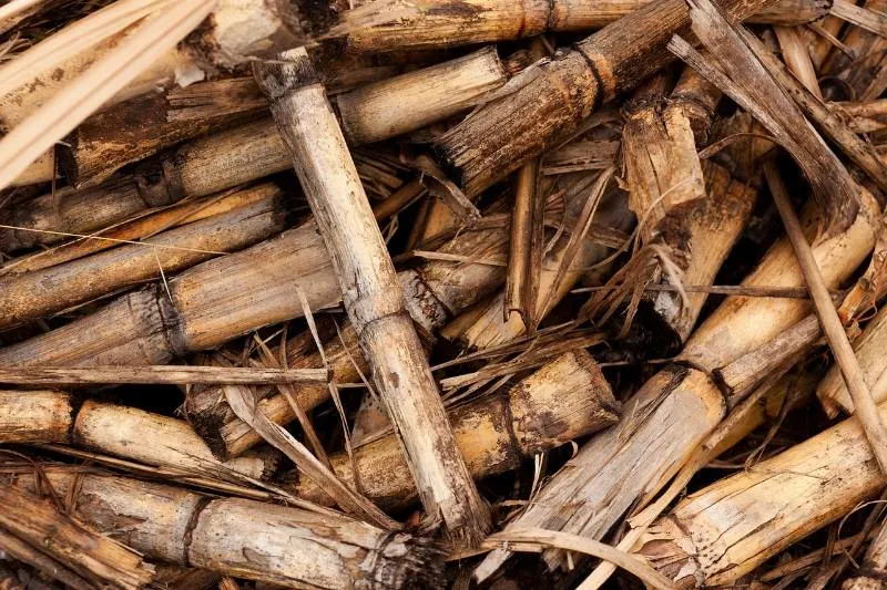 6 Different Types of Green Energy 8 Biomass made of old bamboo