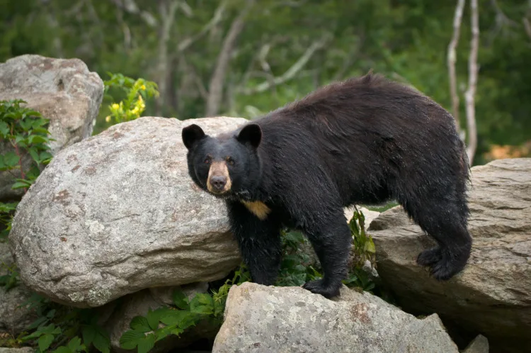 Grizzly Bear vs Black Bear: What's the Difference? 13 Black Bear Animal Wildlife in Western North Carolina Mountains