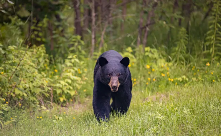 Black bear approaching