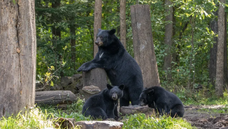 Black bear sow with cubs