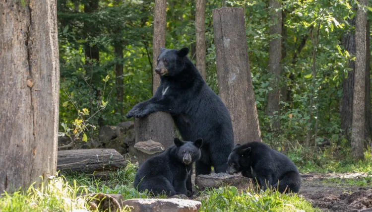 Grizzly Bear vs Black Bear: What's the Difference? 8 Black bear sow with cubs