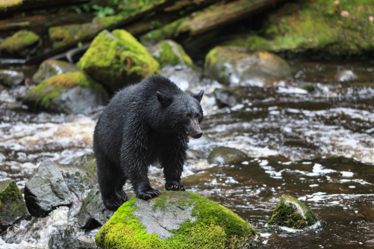 Black bear standing on rock