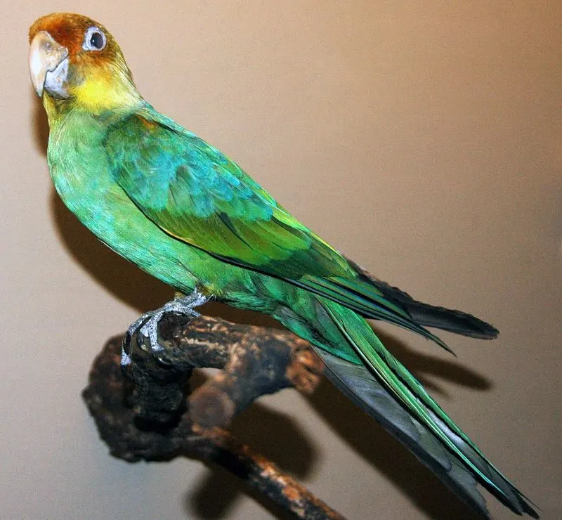 Carolina Parakeet; animals that have become extinct in the last 100 years