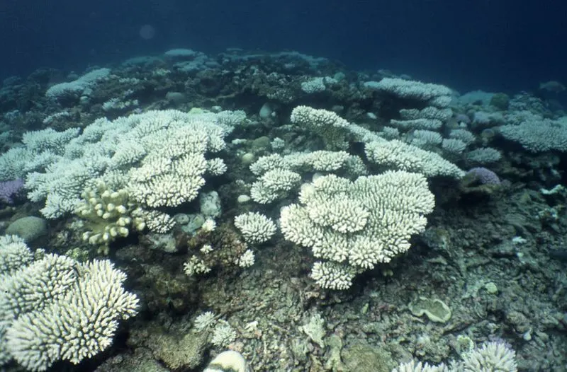 7 Ways Climate Change is Affecting Animals 11 Coral bleaching underwater