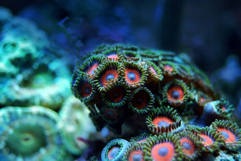 10 Impactful Ways to Conserve Coral Reefs 6 Conserve coral reefs