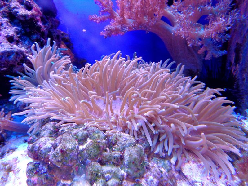 Coral reef ecosystem