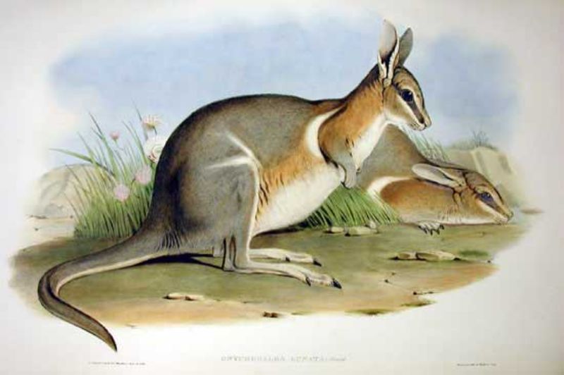 Crescent Nail Tail Wallaby