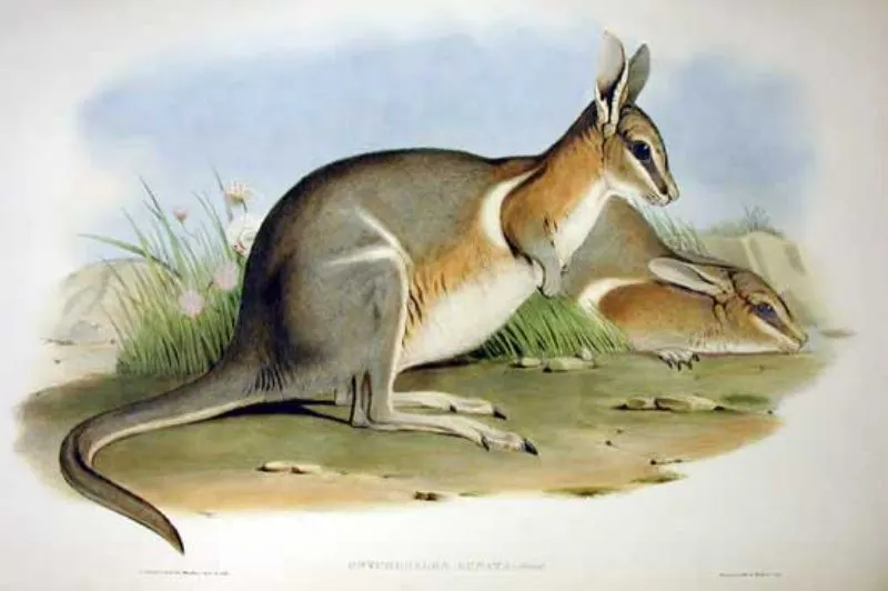 20 Animals That Have Become Extinct in the Last 100 Years 5 Crescent Nail Tail Wallaby