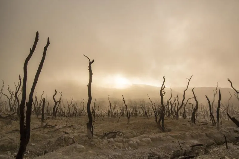 Dead trees in a deserted field