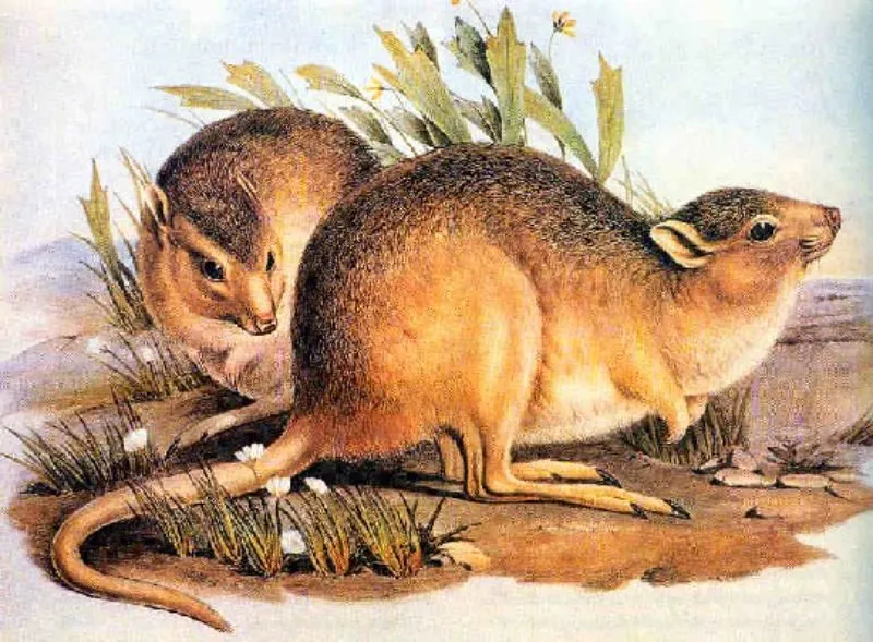20 Animals That Have Become Extinct in the Last 100 Years 6 Desert Rat Kangaroo