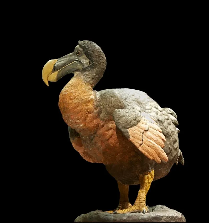 20 Animals That Have Become Extinct in the Last 100 Years 4 Dodo