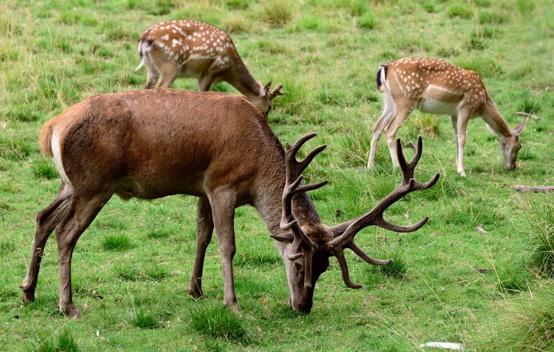 Fallow deer buck and two does