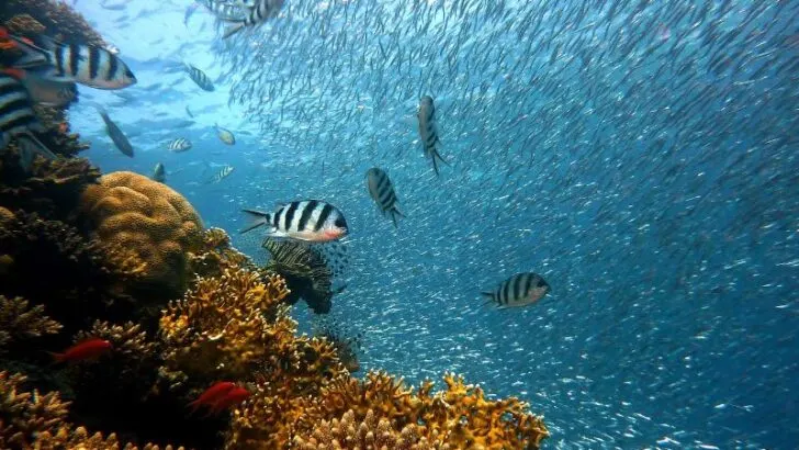 Fish in a coral reef ecosystem