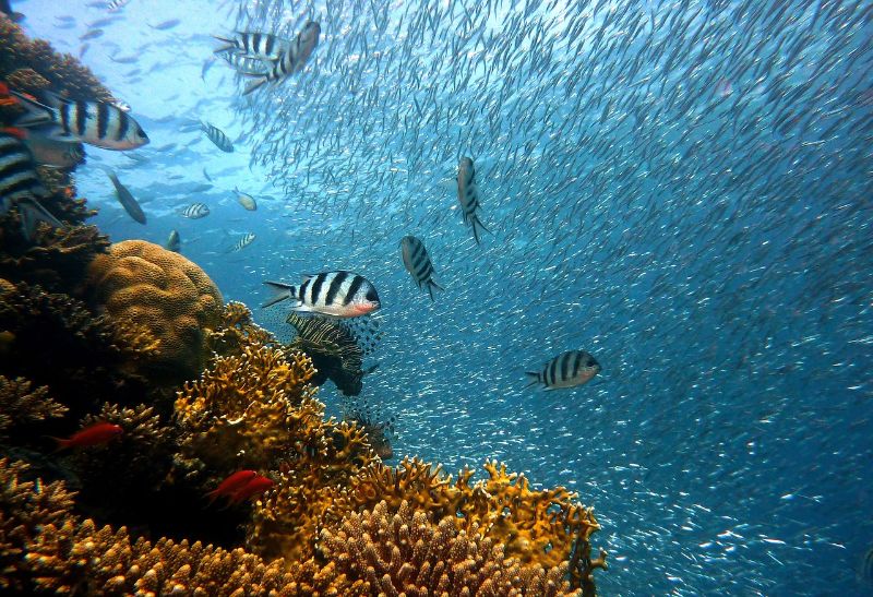 Fish in a coral reef ecosystem